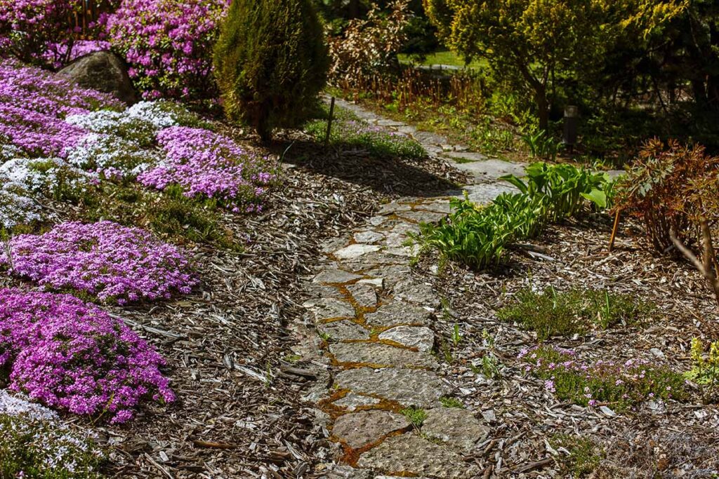 Top Ground Cover Plants: Low Maintenance, Shade Options, and Planting Guide