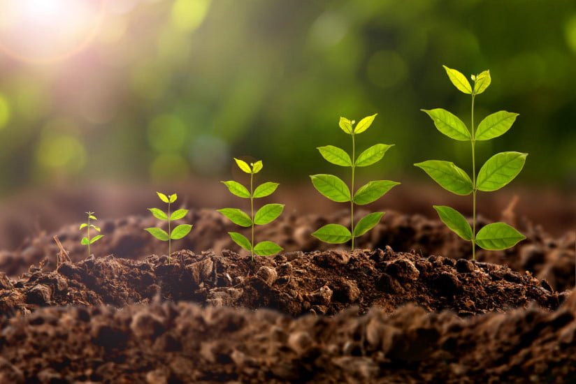 Plant Growth Regulators: Types, Uses, and Benefits for Healthy Plants