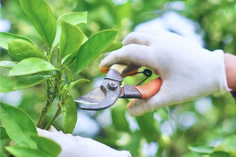 How to Manage Two Trees Growing Together: Pruning and Growth Control Tips