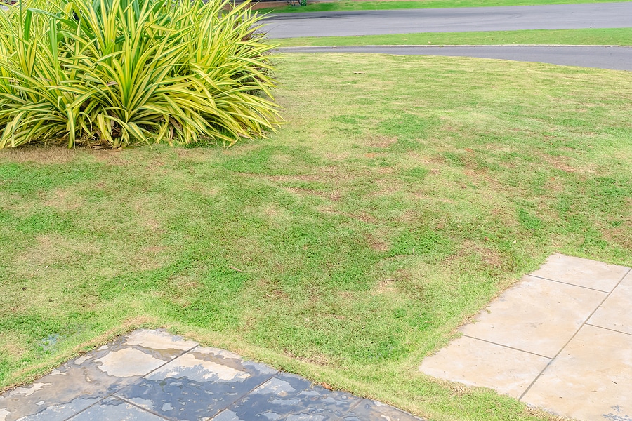 Lawn Fungus Treatment Guide: Identification, Costs, and Best Fungicides