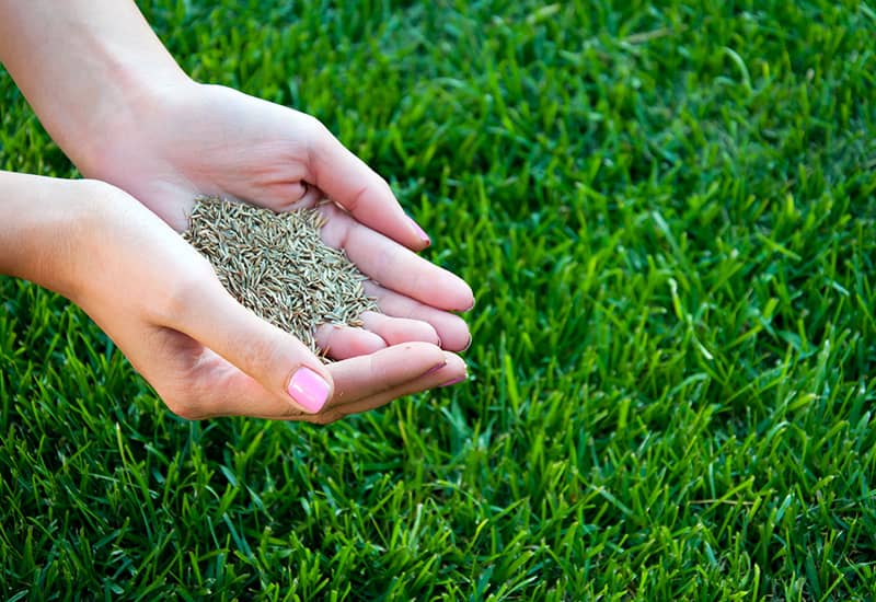 How to Overseed a Lawn: Best Grass Seed, Tips, and Timing Guide.