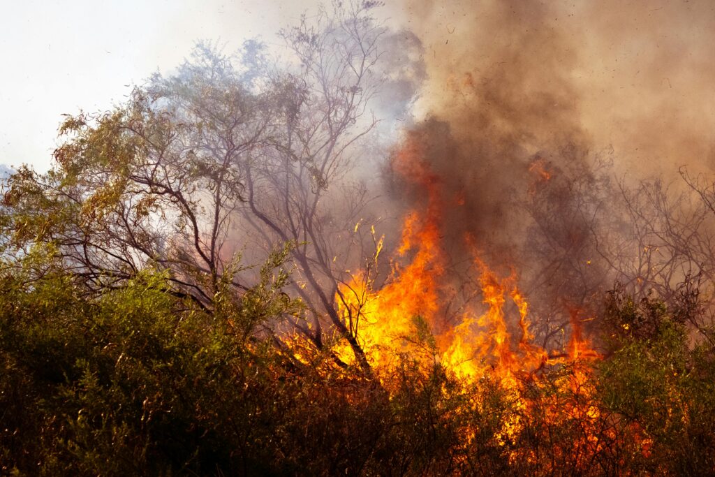 Why Are Burning Bushes Illegal? Invasive Species Risks and Alternatives